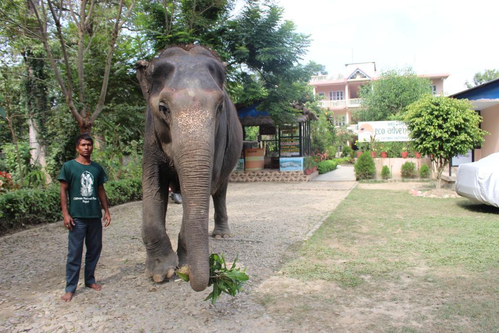 Eco Adventure Resort Sauraha Exterior foto